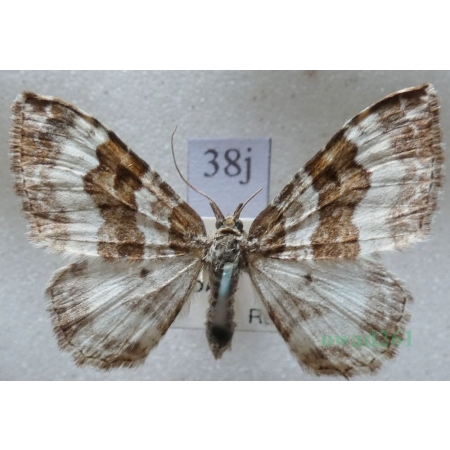 Epirrhoe rivata (Hübner, 1813) Paśnik rzeczek Czech38j